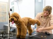 established pet grooming business