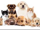 pet supply website for