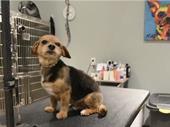 trusted dog grooming boarding