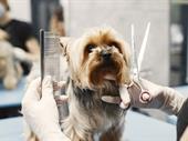 dog grooming salon for