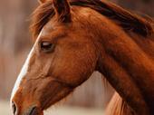 equine-focused business opportunity with