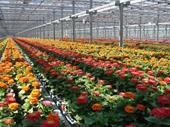 greenhouse wholesaler