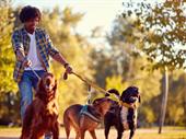 established recurring revenue dog