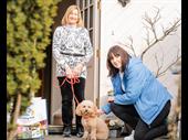 successful chichester pet care