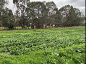 established organic farm southwest