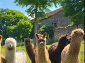 luxury alpaca business 5