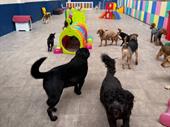 popular professional doggy daycare