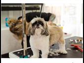 premium mobile dog grooming