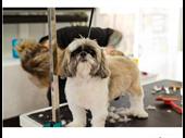 price reduced mobile dog