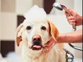 pet grooming business full-service