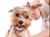dog grooming business nassau