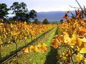 winery vineyard business freehold