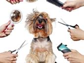 established pet grooming business