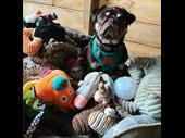 paws for play-private dog