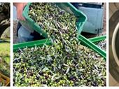 olive oil production company