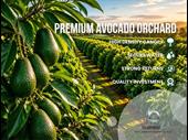 avocado orchard far north