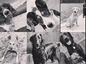 pet boarding kennels no