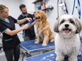 well-established pet grooming business