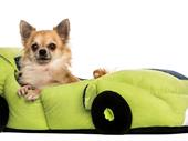 cash flowing pet supplies