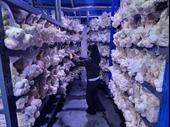 premium functional mushroom business