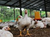 poultry farm with land