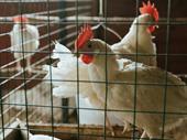 high-capacity poultry farm