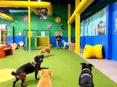 premium pet daycare business