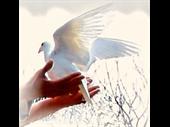 highly successful dove release