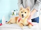 well equipped pet grooming