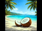 investment opportunity premium coconut