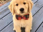 online pet store