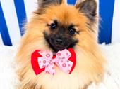 luxury dog grooming salon