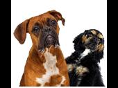 established dog walking business