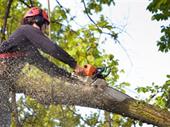 well established profitable tree
