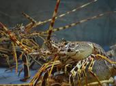profitable longstanding live lobster