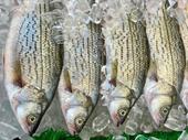 market leading commercial bait