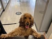 gourmet healthy pet food