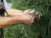 non-psychoactive recreational cannabis farm