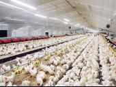 poultry processing plant for