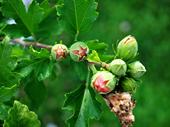 60-ha italian hazelnuts production
