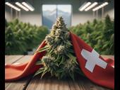 fully licensed swiss cannabis
