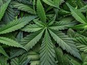 absentee-ownership multi-location cannabis retail