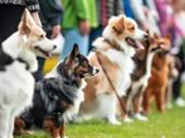 franchise dog training