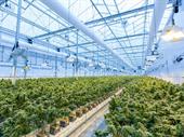 commercial cannabis cultivation farm