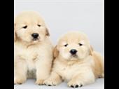 profitable pet store for