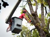 highly profitable tree servicing