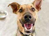 award-winning pet grooming business