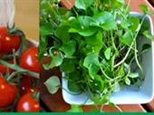 grow organic plus micro