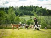 hilltop doggy day care