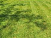 lawn care service maintenance